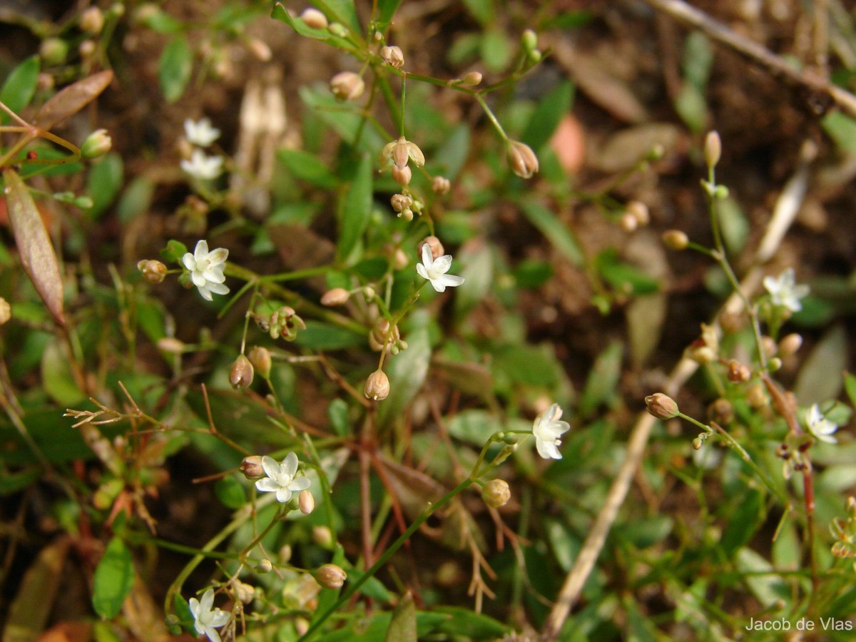 Trigastrotheca